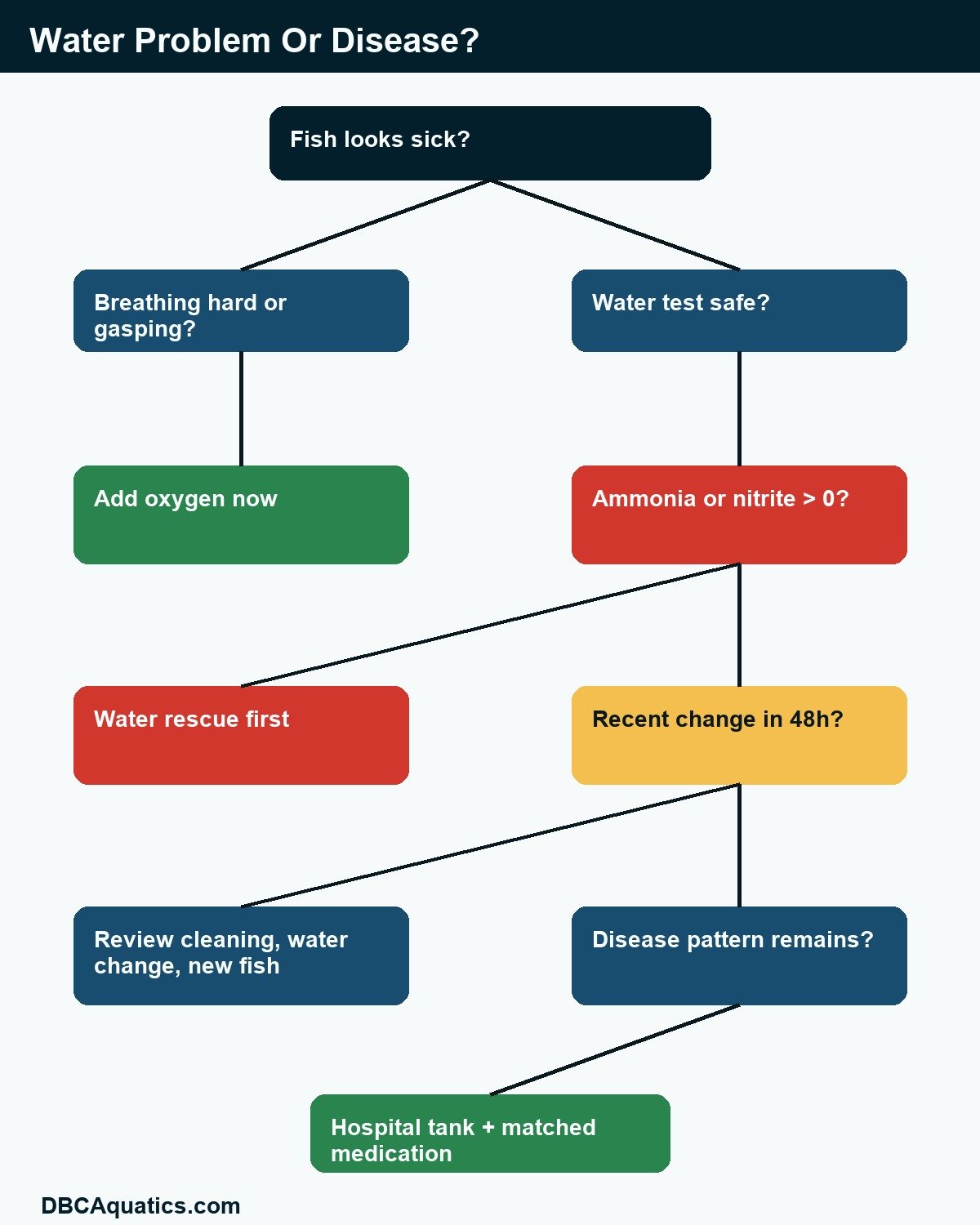Decision tree for deciding whether a sick fish needs water-quality rescue or medication.