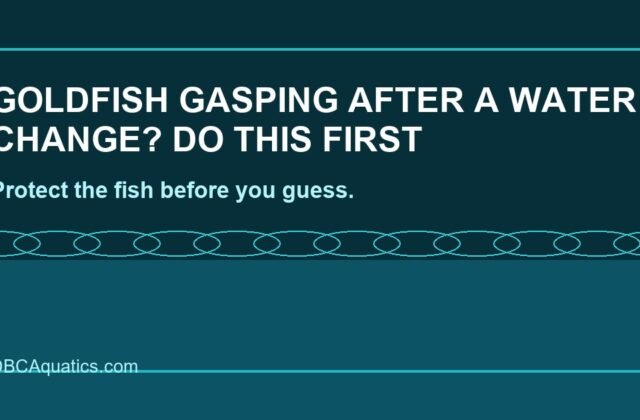 Goldfish Gasping After A Water Change? Do This First