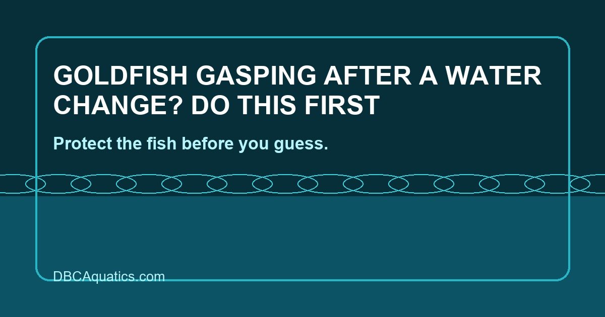 Rescue-focused aquarium guide visual for Goldfish Gasping After A Water Change? Do This First.
