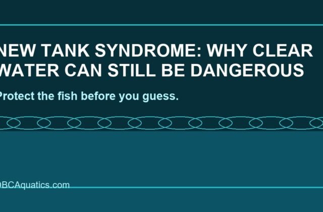 New Tank Syndrome: Why Clear Water Can Still Be Dangerous