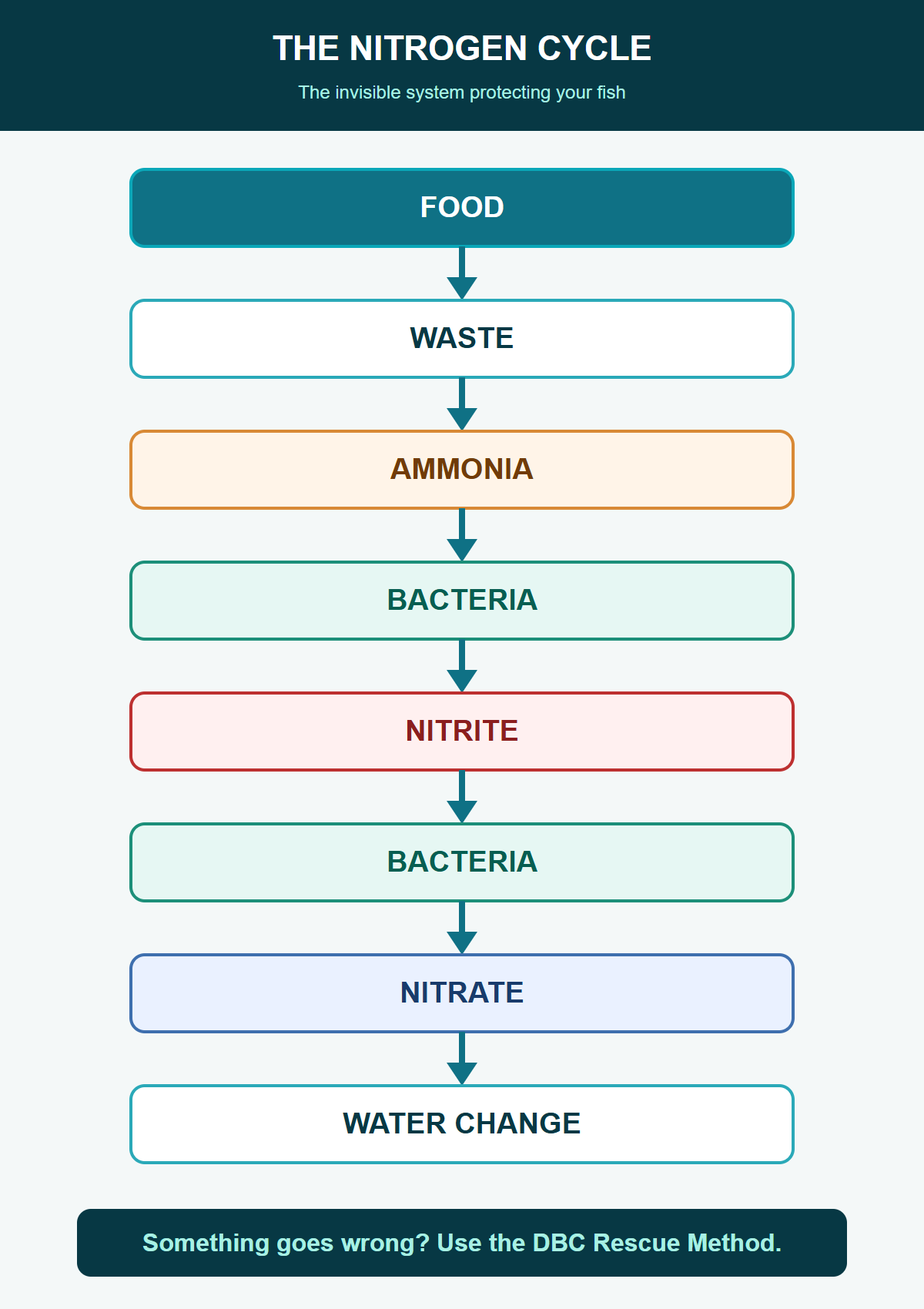 Nitrogen cycle diagram showing food, waste, ammonia, bacteria, nitrite, nitrate, and water change before the DBC Rescue Method.