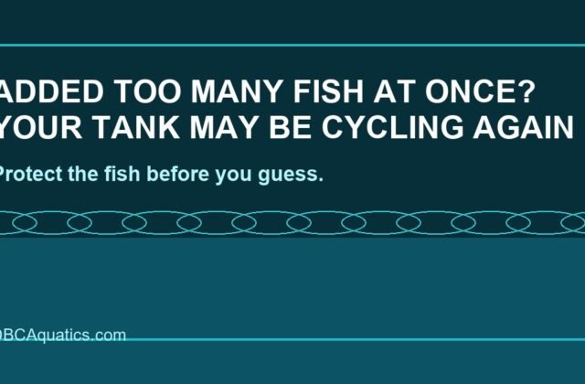 Added Too Many Fish At Once? Check Ammonia And Nitrite First