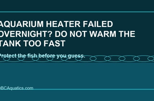 Aquarium Heater Failed Overnight? Do Not Warm The Tank Too Fast