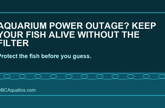 Aquarium Power Outage? Keep Your Fish Alive Without The Filter